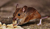 24 Hour & Emergency Exterminators in Church Hill, MD